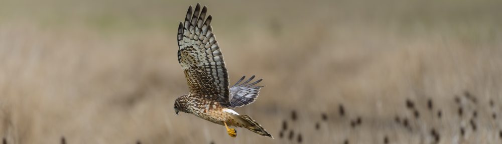 NoraJ and Robbie Rob