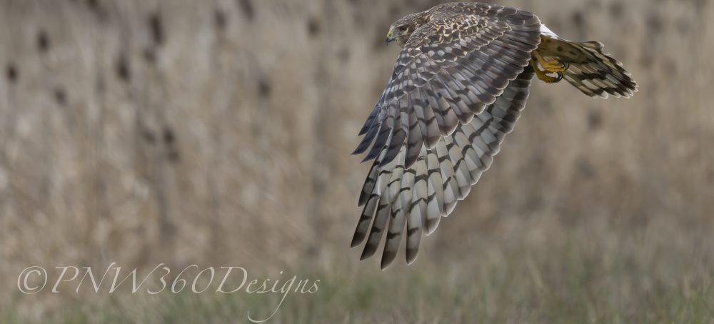 NoraJ and Robbie Rob